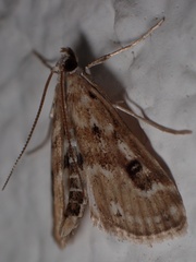 Parapoynx stratiotata