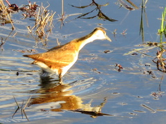 Actophilornis africanus
