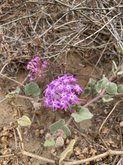 Abronia umbellata