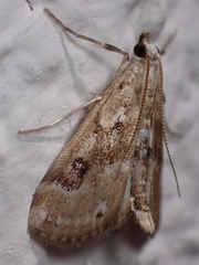Parapoynx stratiotata