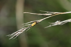 Chauliognathus flavipennis