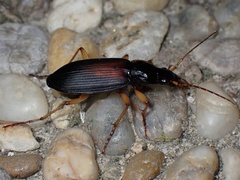Dolichus halensis