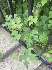 Vitis palmata