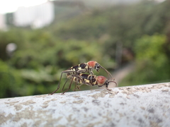 Xylotrechus rufilius