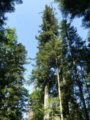 Abies alba