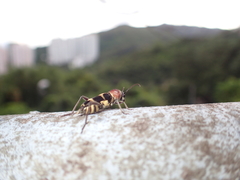 Xylotrechus rufilius