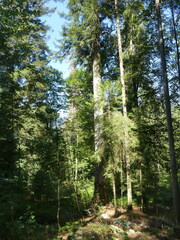 Abies alba