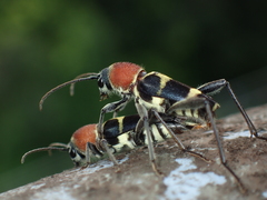 Xylotrechus rufilius
