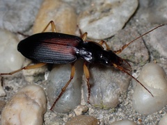 Dolichus halensis