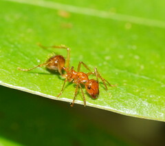 Notoncus spinisquamis