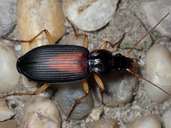 Dolichus halensis