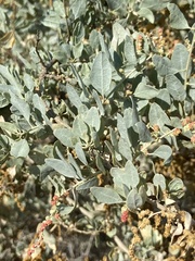 Atriplex lentiformis