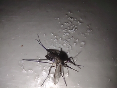 Psorophora cyanescens
