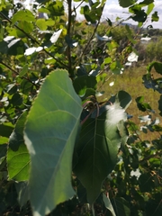 Populus