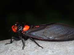 Huechys sanguinea