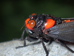 Huechys sanguinea