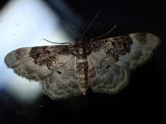 Idaea rusticata