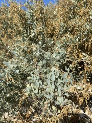 Atriplex lentiformis