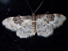 Idaea rusticata
