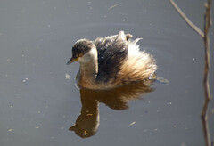 Poliocephalus poliocephalus
