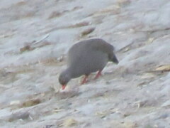Pternistis adspersus