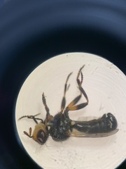 Thecophora