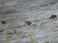 Pternistis adspersus