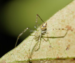 Thwaitesia nigronodosa