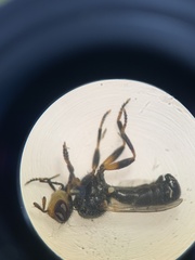 Thecophora