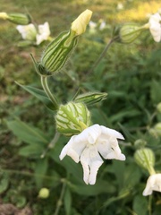 Silene noctiflora