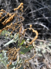 Neolasioptera willistoni