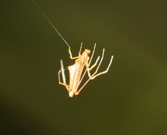 Argyrodes