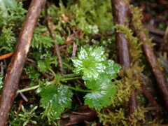 Boykinia occidentalis