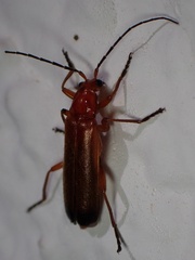 Rhagonycha fulva