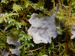 Peltigera membranacea