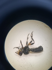Thecophora