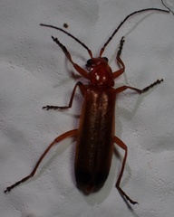 Rhagonycha fulva