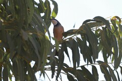 Pachycephala rufiventris