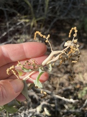 Neolasioptera willistoni