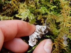 Peltigera membranacea