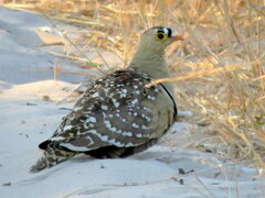 Pterocles bicinctus bicinctus