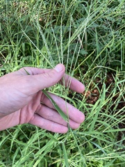 Digitaria ciliaris