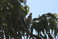 Pachycephala rufiventris