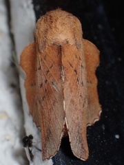 Phyllodesma tremulifolia