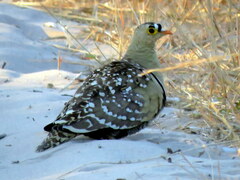 Pterocles bicinctus bicinctus
