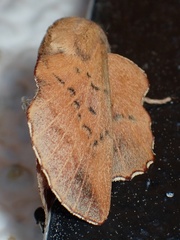 Phyllodesma tremulifolia