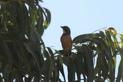 Pachycephala rufiventris