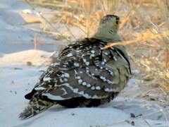 Pterocles bicinctus bicinctus
