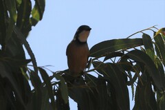 Pachycephala rufiventris