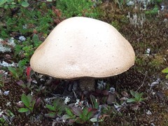 Leccinum versipelle